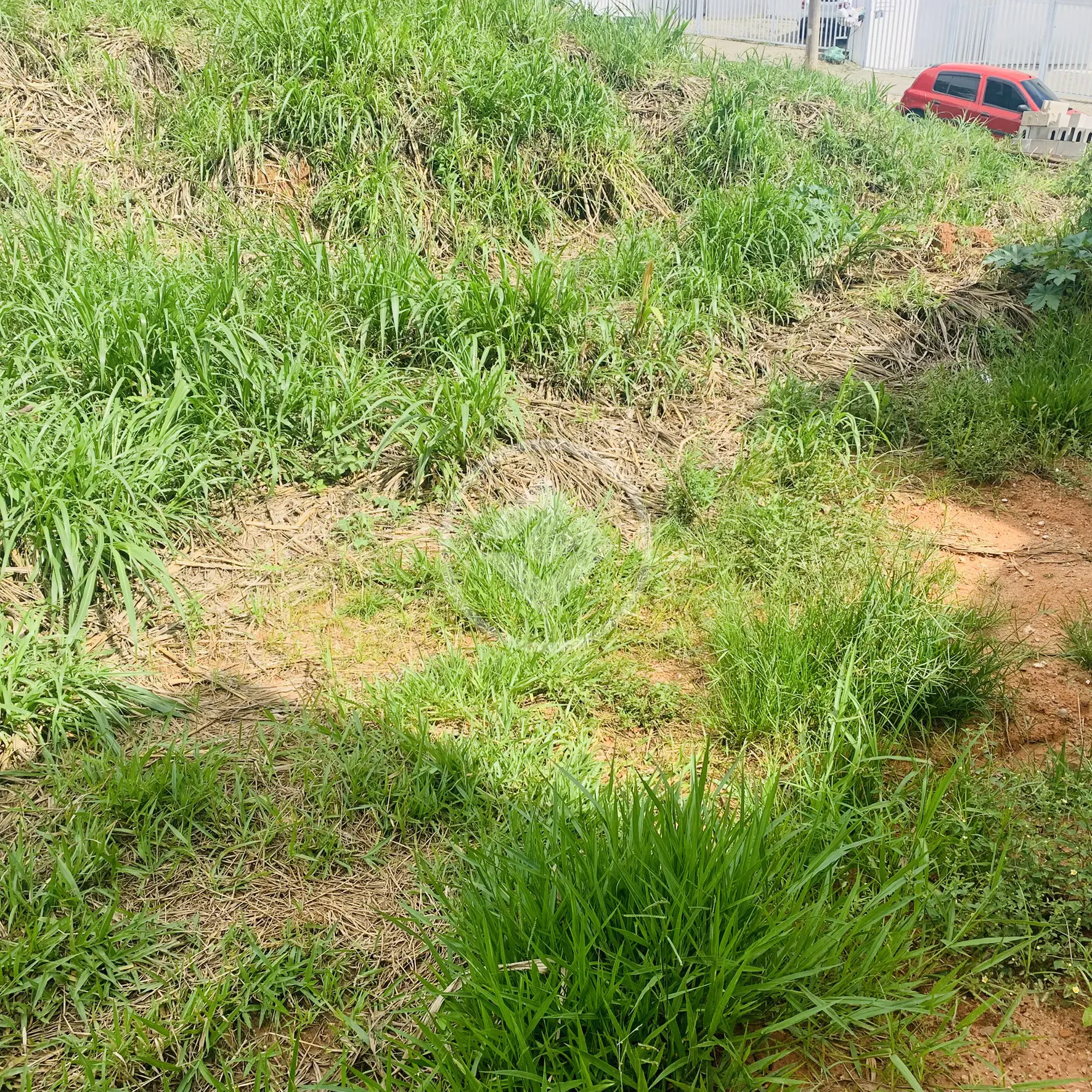 Imagem 4 - Terreno em Capela, Vinhedo - SP
