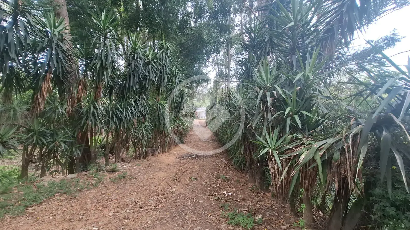 Imagem 5 - Sítio em Santa Cândida, Vinhedo - SP