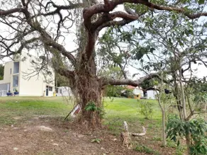 Terreno Condomínio Outeiro das Flores, Itupeva - SP — foto 2