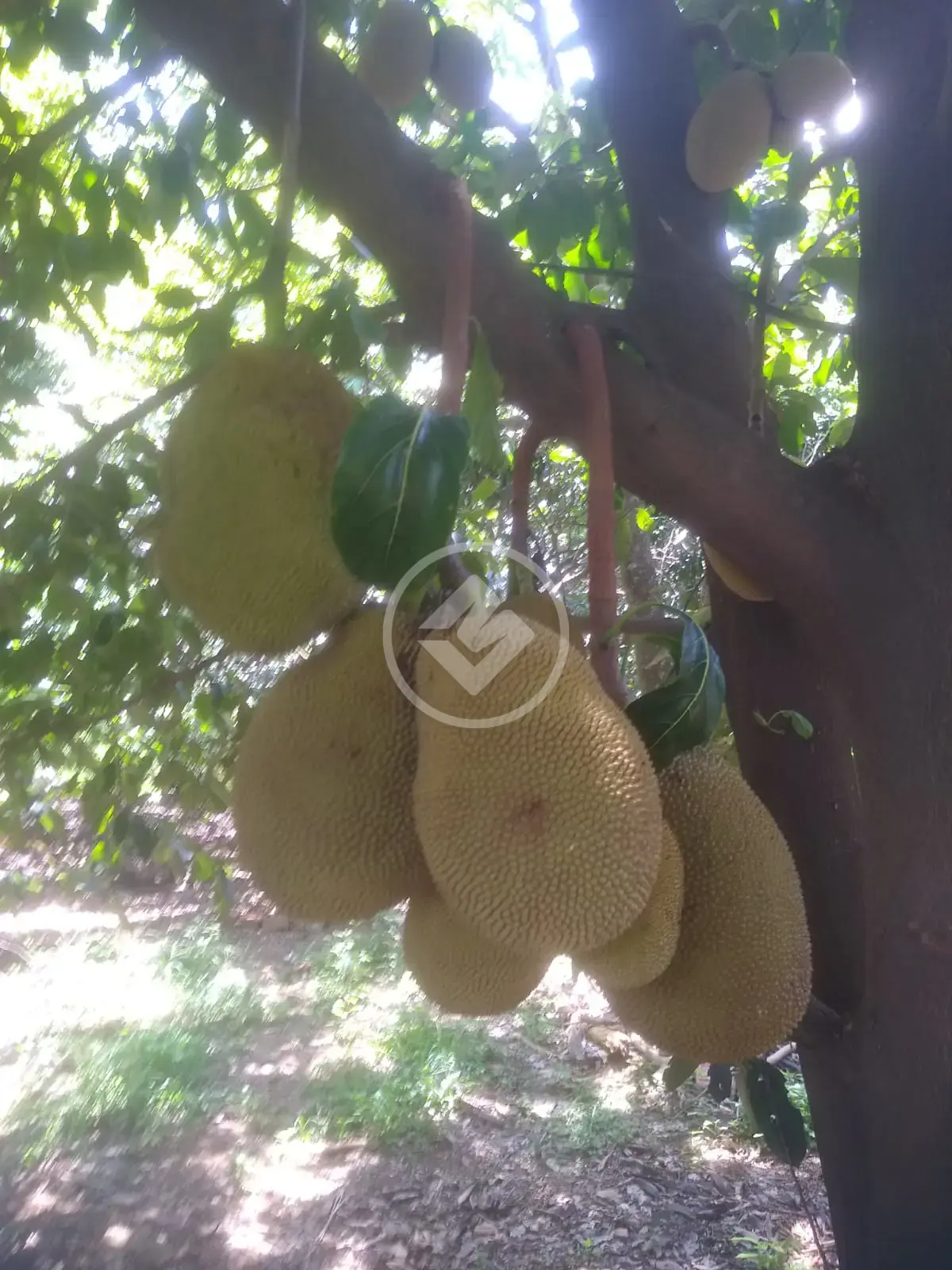 Image 26 - Chácara em Chácaras São Bento, Valinhos - SP