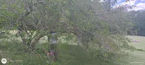 Imagem 5 - Terreno em Mombuca, Itatiba - SP