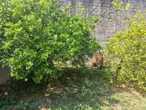 Imagem 3 - Terreno em Parque Nova Suíça, Valinhos - SP