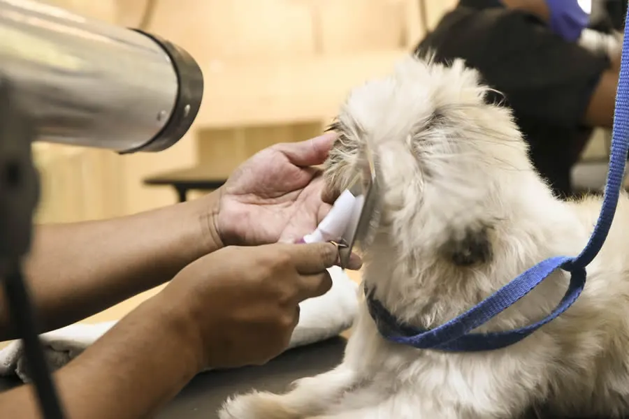 Clínica Veterinária São Francisco · imagem 1