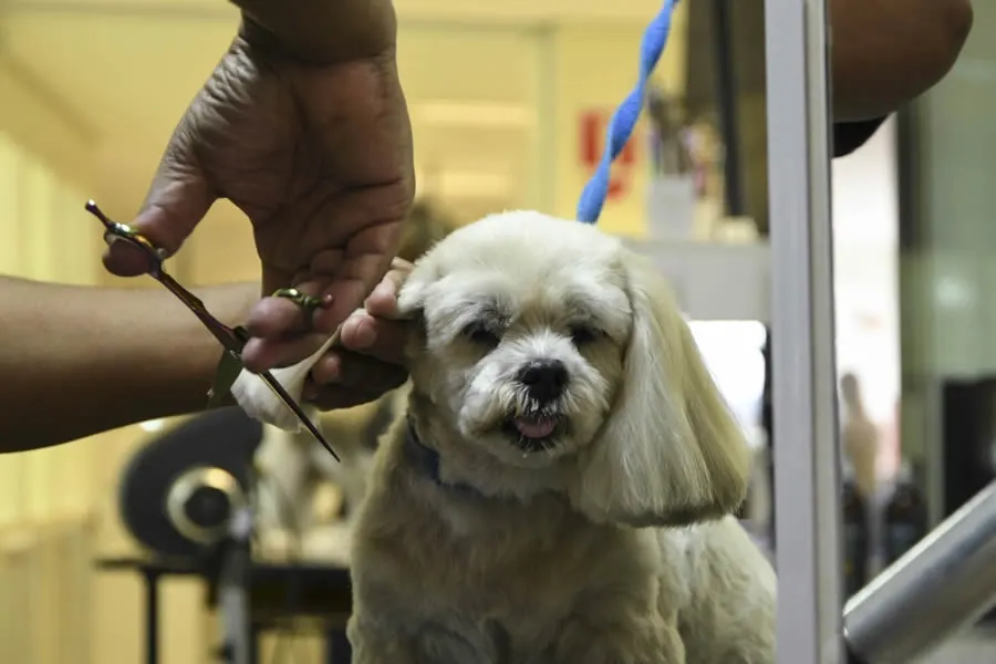 Clínica Veterinária São Francisco