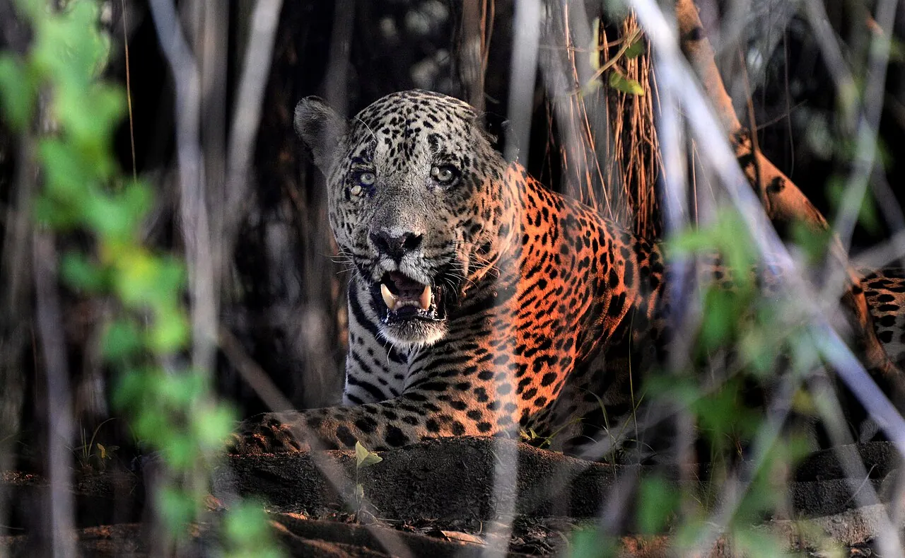 Expedições privativas no Pantanal